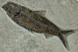 Multiple Fossil Fish (Knightia) Plate - Wyoming #313998-2